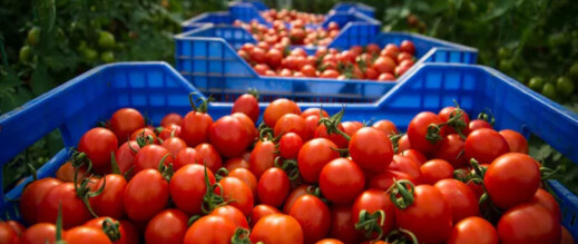 روسيا تحجز طماطم قادمة من المغرب و”أونسا” تدخل على الخط