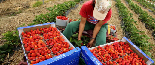 المغرب يتصدر الدول المصدرة لليد العاملة الموسمية إلى إسبانيا في 2025