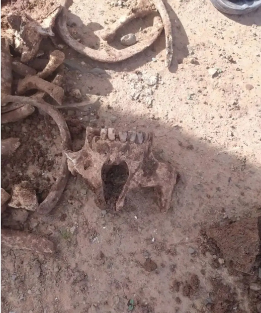 العثور على بقايا عظام بشرية أثناء حرث أرض فلاحية يستنفر السلطات العثور على بقايا عظام بشرية أثناء حرث أرض فلاحية يستنفر السلطات