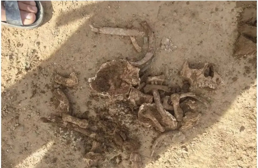 العثور على بقايا عظام بشرية أثناء حرث أرض فلاحية يستنفر السلطات