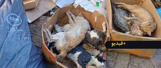 تسميم عشرات القطط قرب سوق “لعري الشيخ” بالناظور يثير استنكارا واسعا