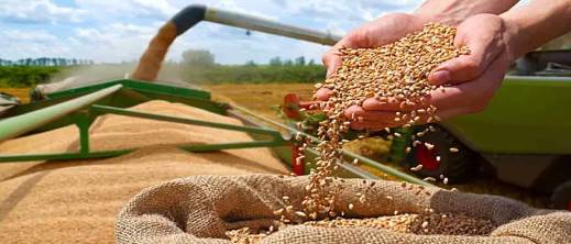 المغرب يستكمل استيراد 61 ألف طن من القمح الأمريكي لموسم 2025