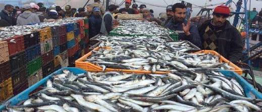 تراجع مفرغات الصيد البحري بالمغرب.. الأرقام تكشف "أزمة صامتة" بالناظور والحسيمة