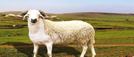 بعد الغيث.. هذا ما قاله الكسابة حول مستقبل أثمنة الماشية