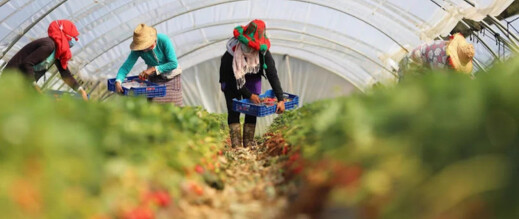 اليد العاملة المغربية تتصدر حقول هويلفا الإسبانية هذا الموسم