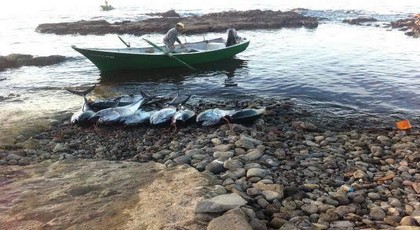 الدرك البحري يصادر كمية مهمة من سمك التون نواحي الدريوش الدرك البحري يصادر كمية مهمة من سمك التون نواحي الدريوش