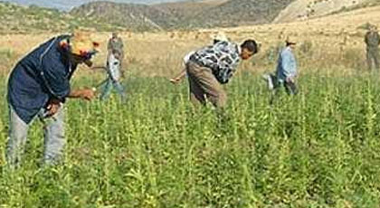 موسم المواجهات بالريف ينطلق بين مزارعي الكيف وهذا هو السبب موسم المواجهات بالريف ينطلق بين مزارعي الكيف وهذا هو السبب