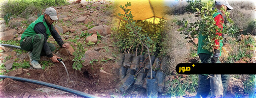 مارشيكا ميد تطلق عملية تشجير جديدة لتعزيز الغطاء النباتي بأطاليون