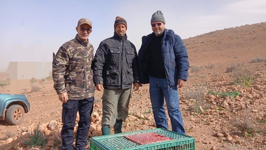 بما في ذلك إقليم الناظور.. إعادة إعمار المحميات بالجهة الشرقية عبر إطلاق الآلاف من طيور الحجل