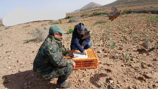 بما في ذلك إقليم الناظور.. إعادة إعمار المحميات بالجهة الشرقية عبر إطلاق الآلاف من طيور الحجل بما في ذلك إقليم الناظور.. إعادة إعمار المحميات بالجهة الشرقية عبر إطلاق الآلاف من طيور الحجل