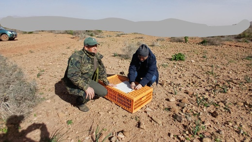 بما في ذلك إقليم الناظور.. إعادة إعمار المحميات بالجهة الشرقية عبر إطلاق الآلاف من طيور الحجل