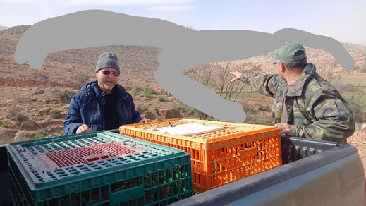 بما في ذلك إقليم الناظور.. إعادة إعمار المحميات بالجهة الشرقية عبر إطلاق الآلاف من طيور الحجل