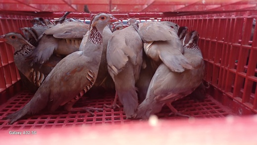 بما في ذلك إقليم الناظور.. إعادة إعمار المحميات بالجهة الشرقية عبر إطلاق الآلاف من طيور الحجل بما في ذلك إقليم الناظور.. إعادة إعمار المحميات بالجهة الشرقية عبر إطلاق الآلاف من طيور الحجل