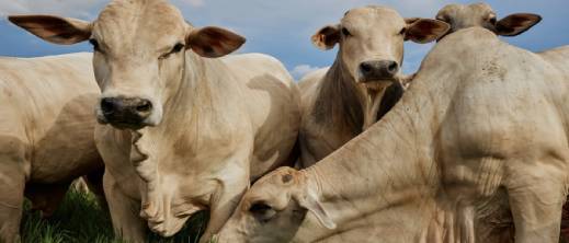 المغرب ضمن أكبر 5 مستوردين للأبقار البرازيلية وسط طفرة عالمية للمصدر اللاتيني