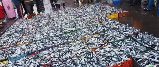 لحماية الموارد وخفض الأسعار.. المغرب يقيد تصدير السردين