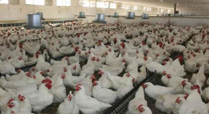 ارتفاع صاروخي في أسعار الدجاج بالمغرب يثير إستياء المواطنين‎