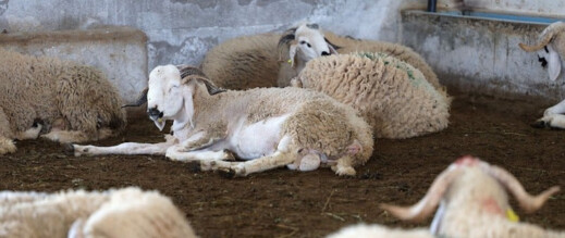 هل تؤثر الفيضانات على سوق المواشي قبيل أشهر من عيد الأضحى؟