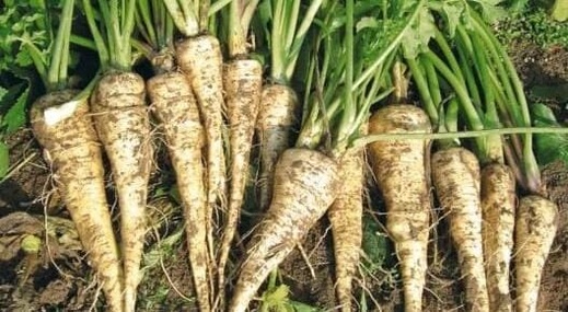 السلطات الإسبانية تحذر من شحنة مغربية من "اللفت" يحتوي على مبيدات محظورة السلطات الإسبانية تحذر من شحنة مغربية من "اللفت" يحتوي على مبيدات محظورة