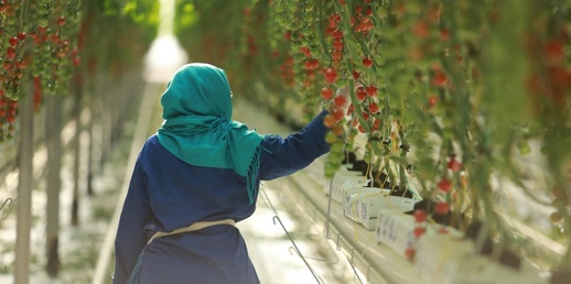 مزارعو الطماطم بالمغرب يحذرون من أمراض فطرية بعد الأمطار الغزيرة مزارعو الطماطم بالمغرب يحذرون من أمراض فطرية بعد الأمطار الغزيرة