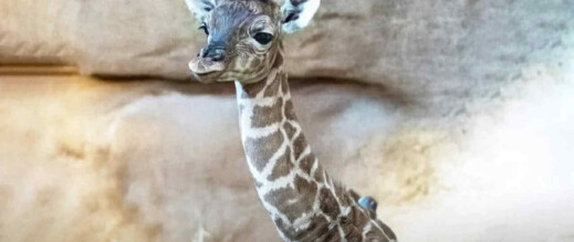 المغرب يشهد ولادة أول زرافة