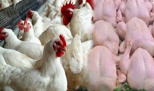 أيام قبل رمضان.. أسعار الدجاج تسجل ارتفاعا جديدا أيام قبل رمضان.. أسعار الدجاج تسجل ارتفاعا جديدا