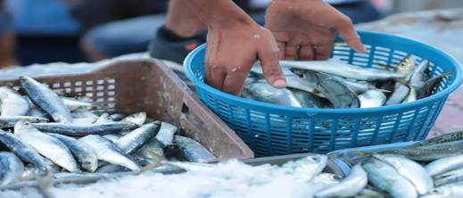 لأول مرة بهذا المستوى: أسعار السردين تشتعل في الأسواق الوطنية