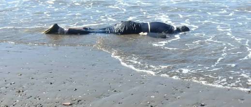 مآسي "الهجرة " تتواصل.. سواحل الدريوش تلفظ جثة جزائري واستنفار أمني بشاطئ "الحرش"