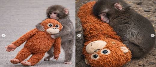 قرد صغير يهز اليابان.. كيف تحولت قصة “بانش” إلى ظاهرة عالمية أبكت الملايين؟