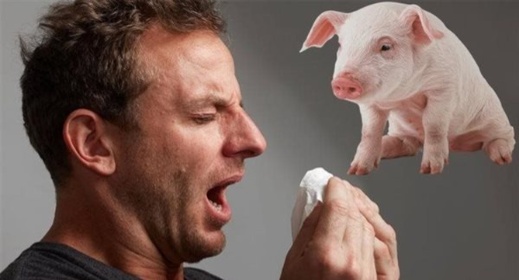 إسبانيا تُخطر الصحة العالمية بحالة انتقال محتملة لإنفلونزا الخنازير