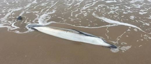 شاهدوا.. دلفين نافق يلفظه بحر رأس الماء.. ظاهرة تتجدد بسواحل الناظور