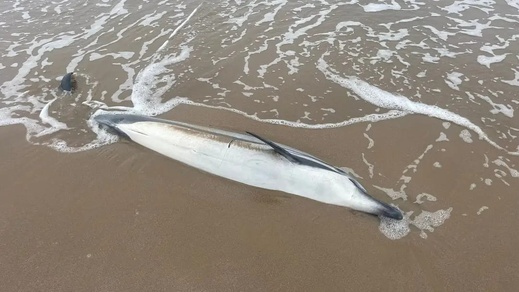 شاهدوا.. دلفين نافق يلفظه بحر رأس الماء.. ظاهرة تتجدد بسواحل الناظور شاهدوا.. دلفين نافق يلفظه بحر رأس الماء.. ظاهرة تتجدد بسواحل الناظور