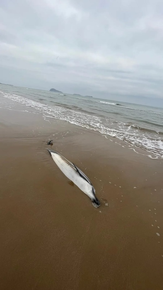شاهدوا.. دلفين نافق يلفظه بحر رأس الماء.. ظاهرة تتجدد بسواحل الناظور شاهدوا.. دلفين نافق يلفظه بحر رأس الماء.. ظاهرة تتجدد بسواحل الناظور