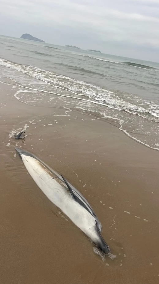 شاهدوا.. دلفين نافق يلفظه بحر رأس الماء.. ظاهرة تتجدد بسواحل الناظور شاهدوا.. دلفين نافق يلفظه بحر رأس الماء.. ظاهرة تتجدد بسواحل الناظور