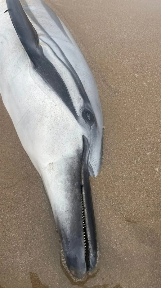 شاهدوا.. دلفين نافق يلفظه بحر رأس الماء.. ظاهرة تتجدد بسواحل الناظور