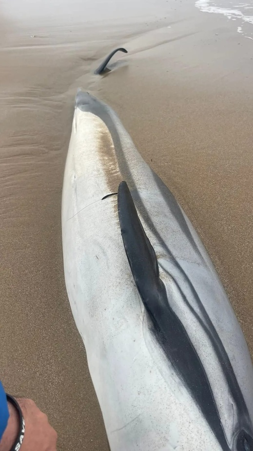 شاهدوا.. دلفين نافق يلفظه بحر رأس الماء.. ظاهرة تتجدد بسواحل الناظور