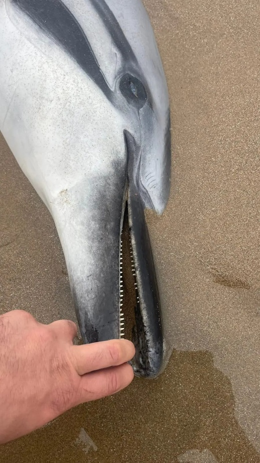 شاهدوا.. دلفين نافق يلفظه بحر رأس الماء.. ظاهرة تتجدد بسواحل الناظور شاهدوا.. دلفين نافق يلفظه بحر رأس الماء.. ظاهرة تتجدد بسواحل الناظور