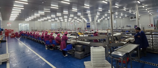 باستثمار 6 ملايين يورو..شركة إسبانية تطلق أكبر مصنع لتعليب التونة في المغرب