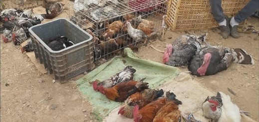 حظر بيع المواشي وذبح الدجاج بسوق أزغنغان يحرك مطالب بتوفير بدائل مهيكلة حظر بيع المواشي وذبح الدجاج بسوق أزغنغان يحرك مطالب بتوفير بدائل مهيكلة