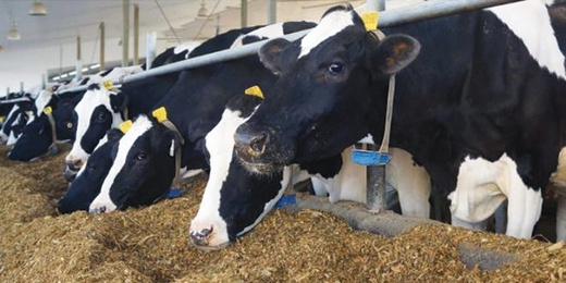 وزارة الفلاحة تكشف حصيلة مكافحة سل الأبقار وتدعو للحذر وزارة الفلاحة تكشف حصيلة مكافحة سل الأبقار وتدعو للحذر