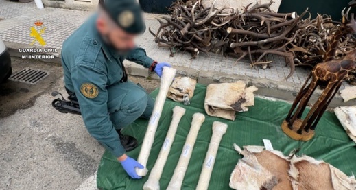 إسبانيا.. حجز شحنة من جلود حيوانات محمية قادمة من المغرب إسبانيا.. حجز شحنة من جلود حيوانات محمية قادمة من المغرب