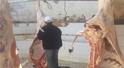 فضيحة بالفيديو.. "شاوش" يؤشر على اللحوم في غياب الطبيب البيطري و يعرض صحة المئات من ساكنة تمسمان للخطر فضيحة بالفيديو.. "شاوش" يؤشر على اللحوم في غياب الطبيب البيطري و يعرض صحة المئات من ساكنة تمسمان للخطر