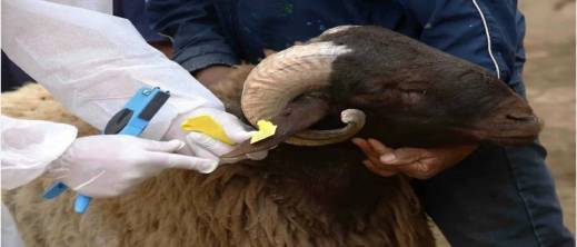 فرص عمل مؤقتة قبل عيد الأضحى 2026.. “أنوك” تفتح باب الترشح لمراقبة وترقيم الأضاحي