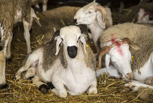 الحكومة تؤكد: شعيرة نحر الأضحية ستقام هذا العام بعد تعليقها العام الماضي الحكومة تؤكد: شعيرة نحر الأضحية ستقام هذا العام بعد تعليقها العام الماضي