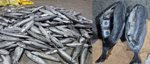 طنجة المتوسط.. إحباط تهريب أطنان من “الشيرا” داخل شحنة سمك طنجة المتوسط.. إحباط تهريب أطنان من “الشيرا” داخل شحنة سمك