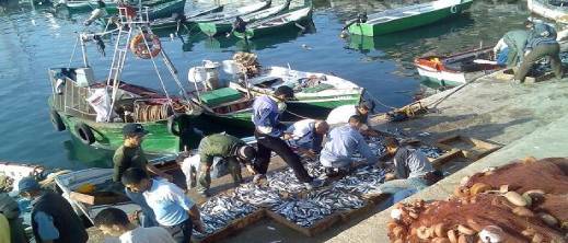 تراجع لافت في مفرغات الصيد بالحسيمة بنسبة 32 في المائة يثير تساؤلات حول وضع القطاع تراجع لافت في مفرغات الصيد بالحسيمة بنسبة 32 في المائة يثير تساؤلات حول وضع القطاع