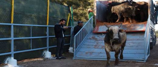 "هدنة" مرتقبة في أسعار اللحوم الحمراء بالمغرب بفضل دخول 40 ألف رأس من الأبقار