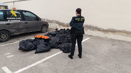 توقيف مغربيين في إسبانيا بتهمة سرقة 500 كيلوغرام من “الماندرين”