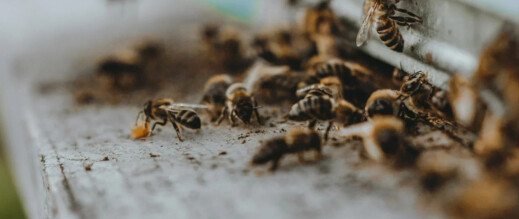 لسعات نحل تنهي حياة فلاح شاب ضواحي الصويرة لسعات نحل تنهي حياة فلاح شاب ضواحي الصويرة