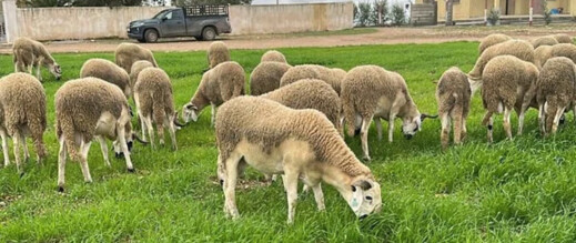 الفلاحون يطمئنون المغاربة: أضاحي العيد وفيرة والأسعار مستقرة