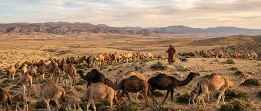توقيف رعاة رحل بعد حادثة تعنيف خطيرة لعون سلطة